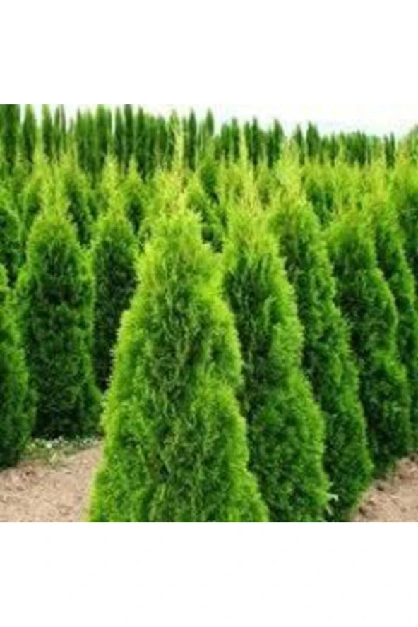 50 Adet Tohum Çit Mazı Tohumu Çit Mazısı Tohumu Tohum Yeşil Çit Mzı Tohumu Sürpriz Hediye Tohumludur - Resim 3