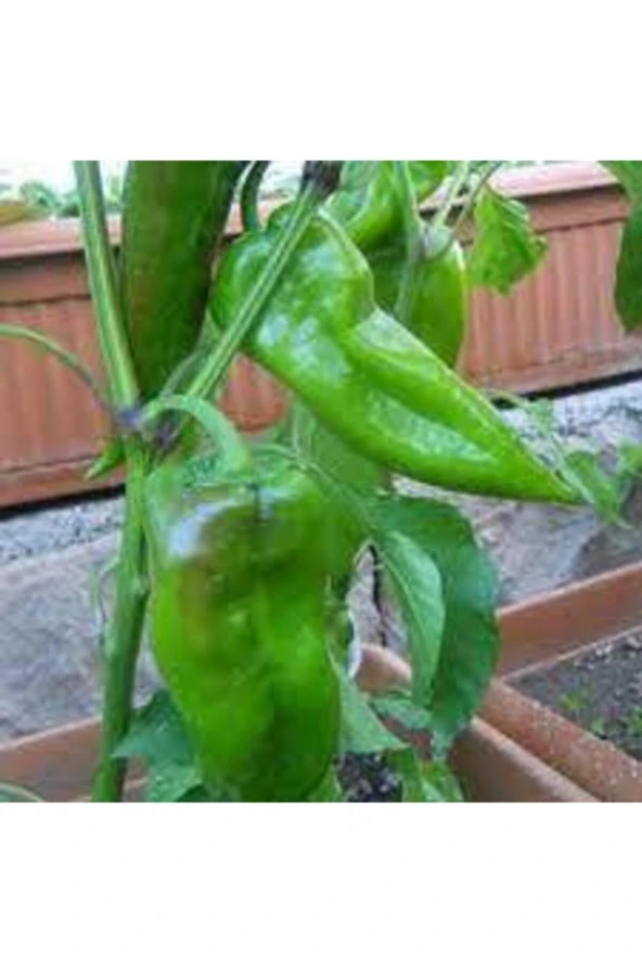 25 Adet Tohum Pat Tatlı Yağlık Konservelik Biber Tohumu Ata Tohum ürün görseli