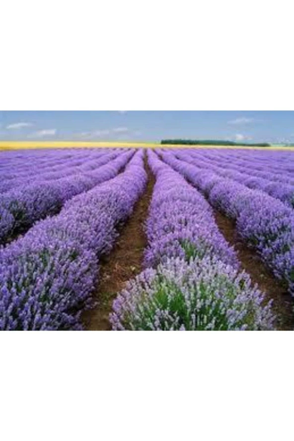 10 Adet Tohum Lavanta Çiçeği Tohum Mor Kokulu Ingiliz Lavanta Çiçeği Tohumu Sürpriz Hediye Tohumlu ürün görseli