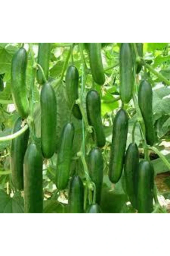 50 Adet Tohum Silor Yerli Parmak Salatalık Tohumu Orjinal Ata Tohum Sülor Salatalık Sürpriz Tohum - Resim 2