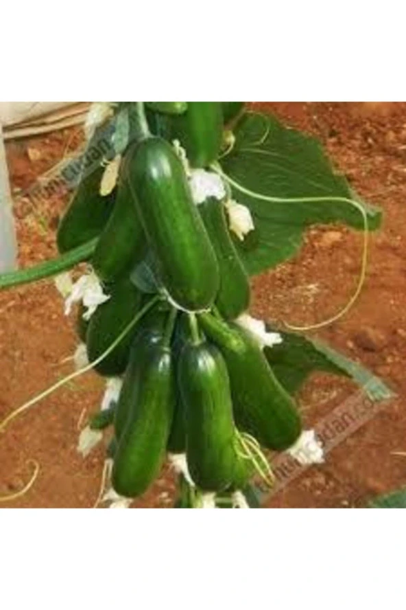 30 Adet Tohum Silor Yerli Parmak Salatalık Tohumu Orjinal Ata Tohum Sülor Salatalık Sürpriz Tohum - Resim 2