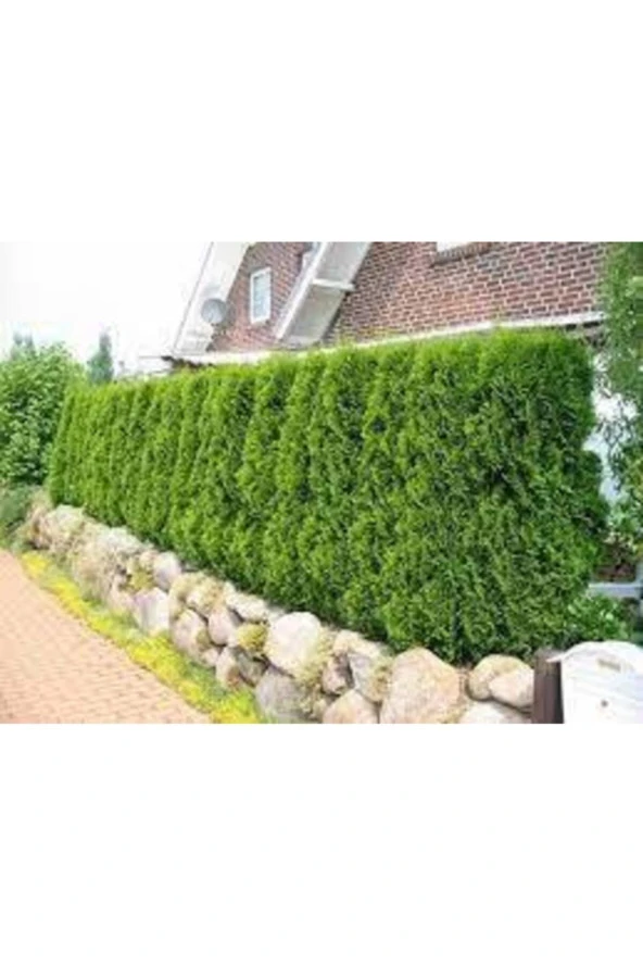 50 Adet Tohum Çit Mazı Tohumu Çit Mazısı Tohumu Tohum Yeşil Çit Mzı Tohumu Sürpriz Hediye Tohumludur - Resim 4