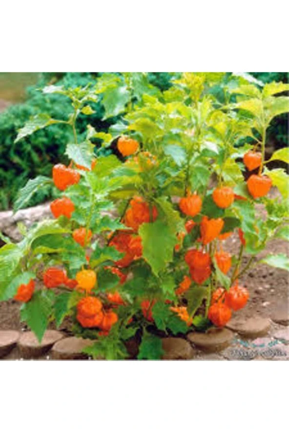 25 Adet Tohum Tropikal Güney Feneri Tohumu Sürpriz Hediye Tohum - Resim 2