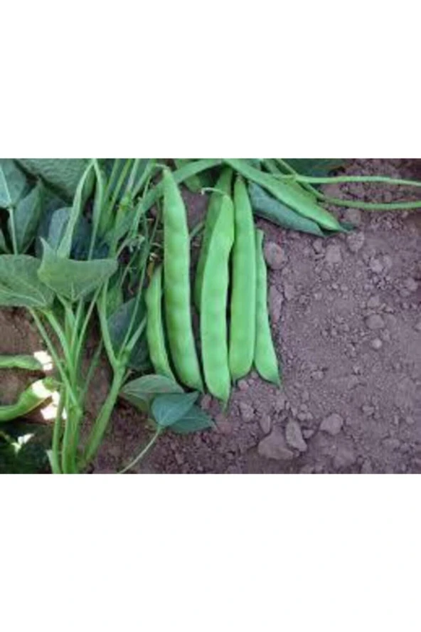 15 Adet Tohum Kılçıksız Sırık Ayşe Kadın Fasülye Tohum Fasulye Tohum ürün görseli 1