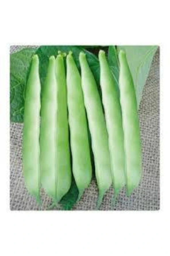 15 Adet Tohum Kılçıksız Sırık Ayşe Kadın Fasülye Tohum Fasulye Tohum - Resim 2