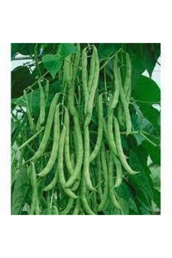 15 Adet Tohum Kılçıksız Sırık Ayşe Kadın Fasülye Tohum Fasulye Tohum - Resim 4