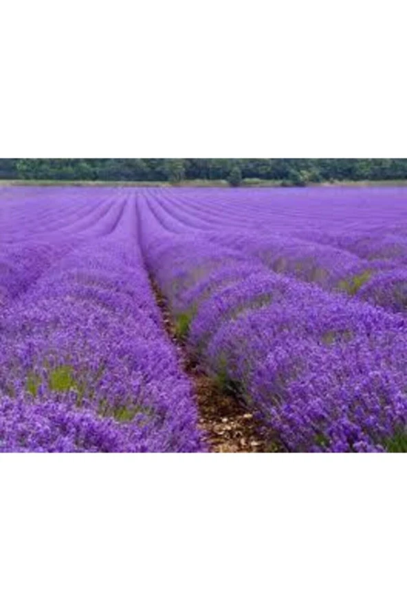 10 Adet Tohum Lavanta Çiçeği Tohum Mor Kokulu Ingiliz Lavanta Çiçeği Tohumu Sürpriz Hediye Tohumlu - Resim 3