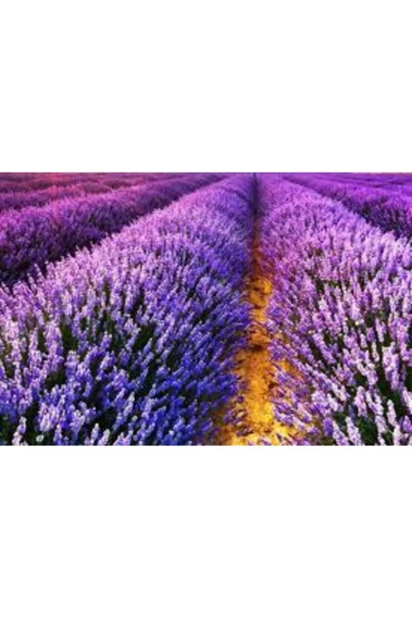 10 Adet Tohum Lavanta Çiçeği Tohum Mor Kokulu Ingiliz Lavanta Çiçeği Tohumu Sürpriz Hediye Tohumlu - Resim 4