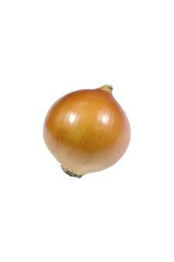 Tohum Kışlık Kuru Soğan Tohumu Yerli Tohum 50 Adet - Resim 4