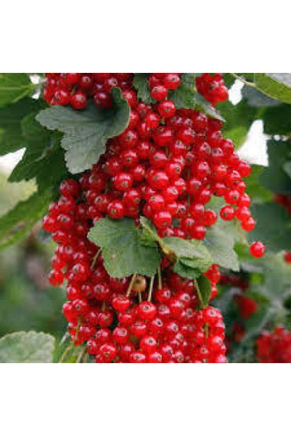 Tohum Tropikal Frenk Üzümü Tohum Bektaş Üzümü Tohumu Tohum Saksı Toprak 20 Adet - Resim 2