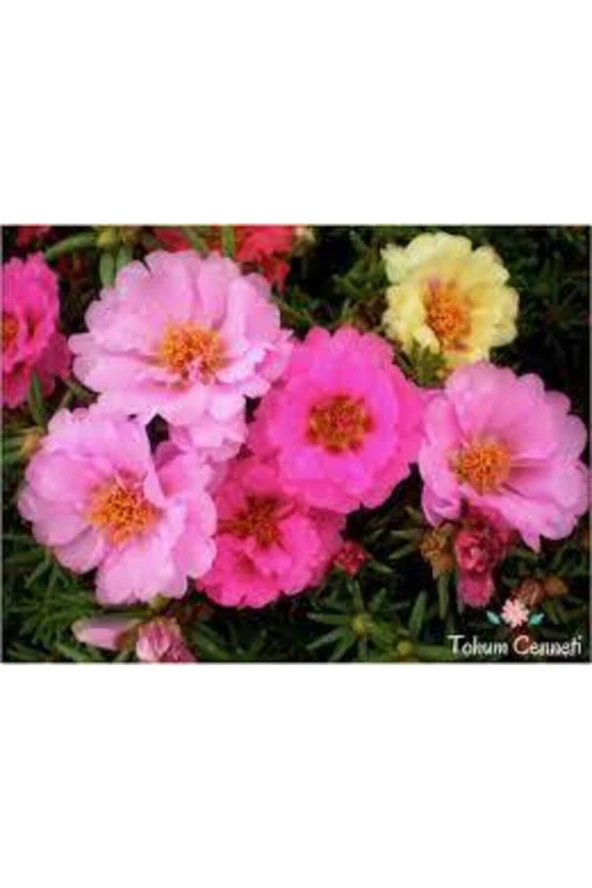 10 Adet Tohum Katmerli Ipek Çiçeği Tohum Ipek Çiçeği Tohumu Sürpriz Hediye Tohumla Gönderilir ürün görseli