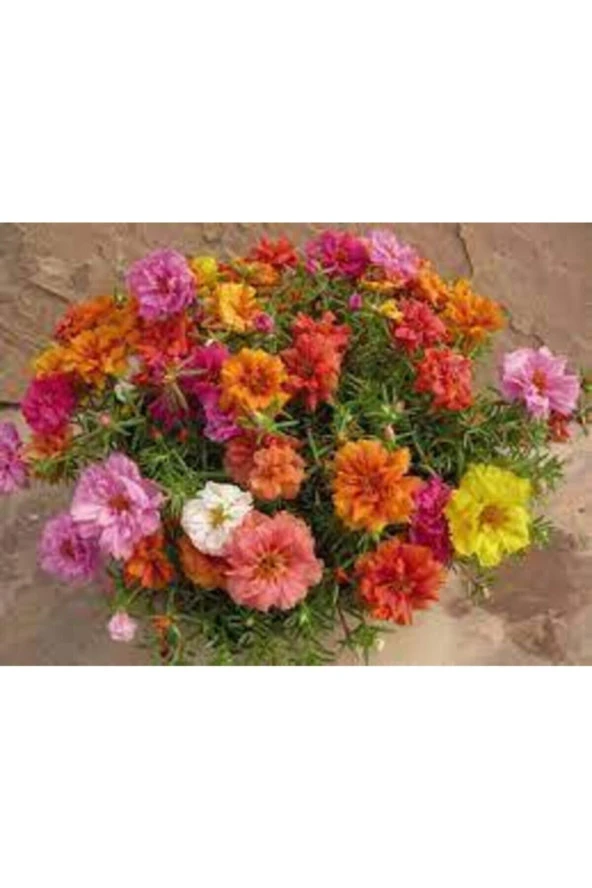 10 Adet Tohum Katmerli Ipek Çiçeği Tohum Ipek Çiçeği Tohumu Sürpriz Hediye Tohumla Gönderilir - Resim 2