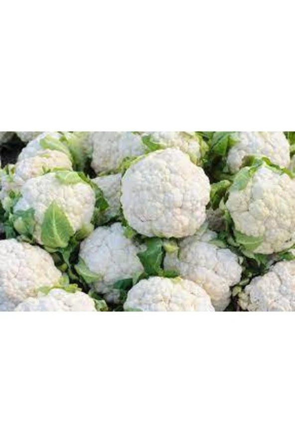 30 Adet Tohum Karnabahar Tohumu Ata Tohum - Resim 2