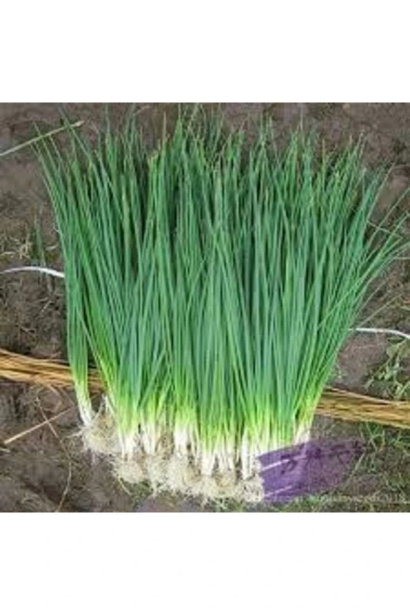 50 Adet Tohum Taze Firik Acısız Yeşil Soğan Tohumu Ata Tohum Süpriz Hediye Tohum - Resim 2