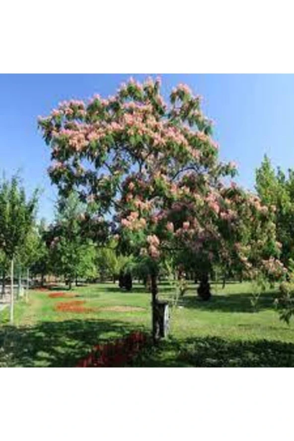 10 Adet Tohum Gülibrişim Ağacı Tohum Gülibrişim Tohum Süpriz Hediye Bonsai Ağacı Tohumla - Resim 2