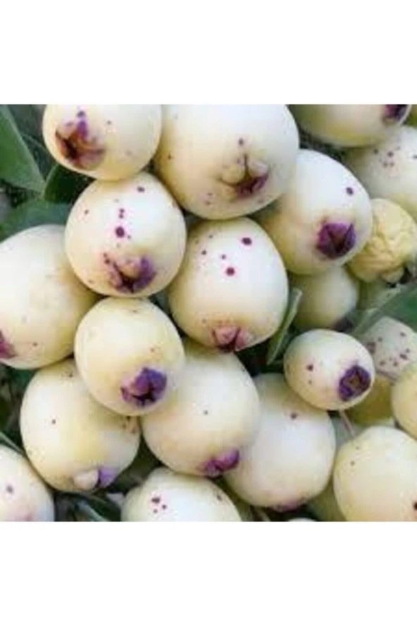 10 Adet Tohum Tropikal Nadir Hambeles Meyvesi Tohumu Orjinak Tohum Sürpriz Hediye Tohumludur - Resim 2