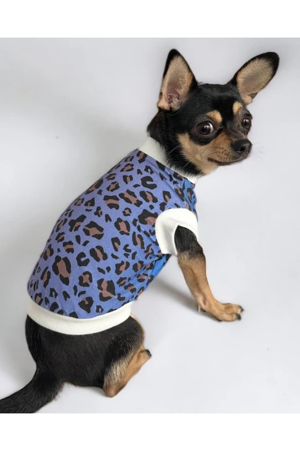 Bleu Leo Köpek Tişörtü, Köpek Kıyafeti
