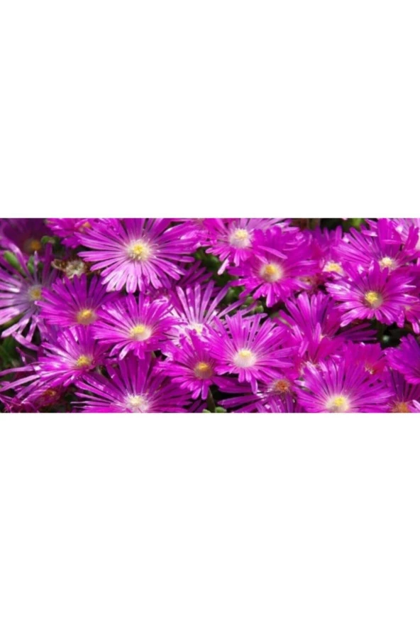 Buz Çiçeği Tohumu (100 Tohum) - 2