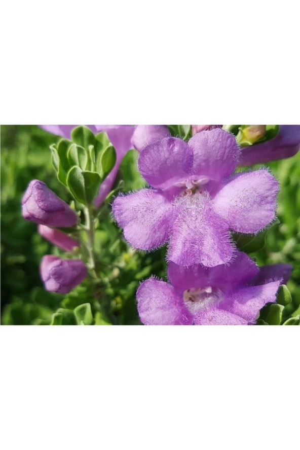 Adaçayı Çiçeği Tohumu (50 Tohum) - Resim 2