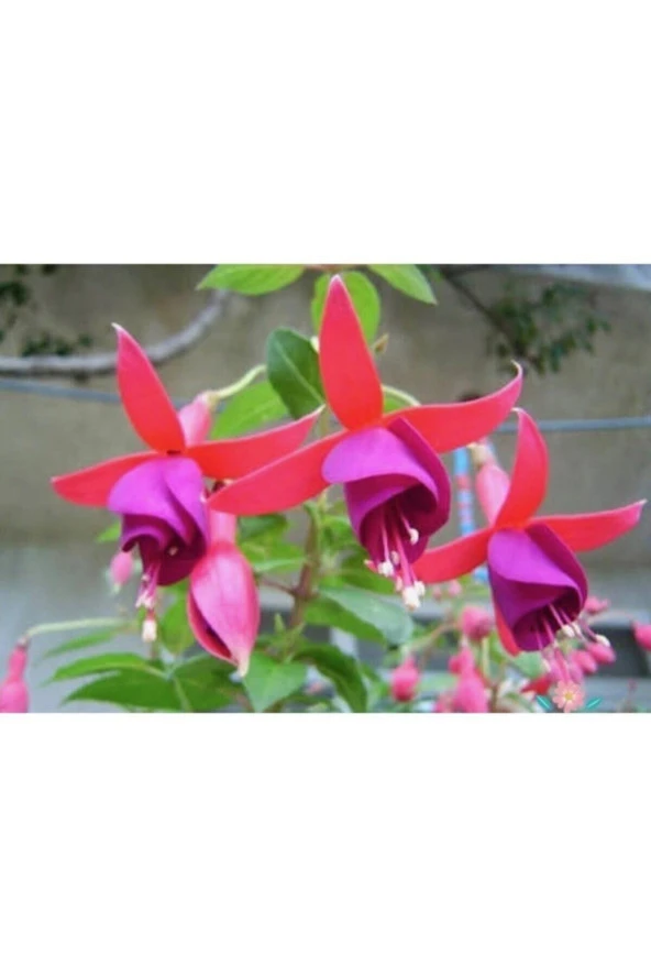 Küpe Çiçeği Tohumu (20 Tohum) - 3