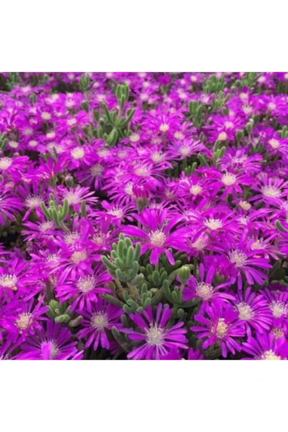 Acem Halısı Çiçeği 30 Adet Tohum - 2