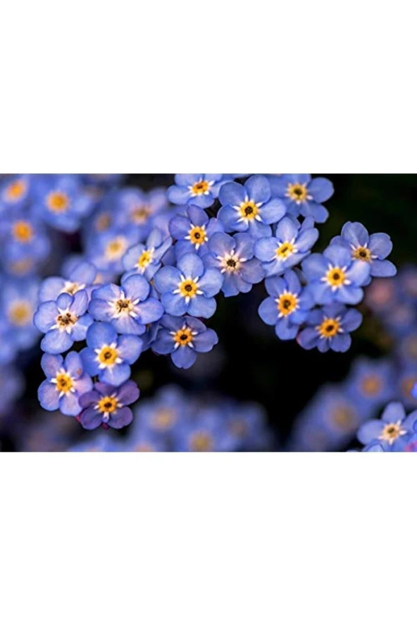 Tohumcenneti Unutma Beni Çiçeği Tohumu 50 Adet - 2