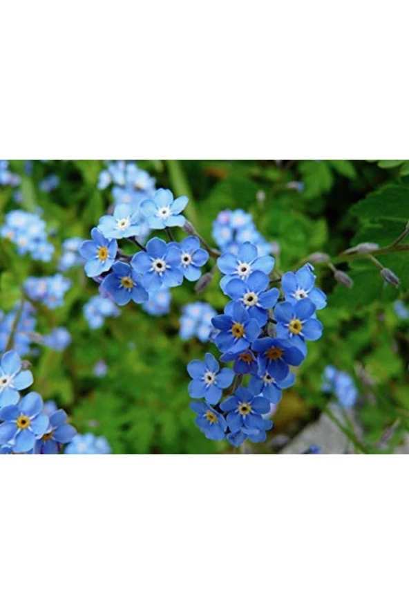 Tohumcenneti Unutma Beni Çiçeği Tohumu 50 Adet - 3