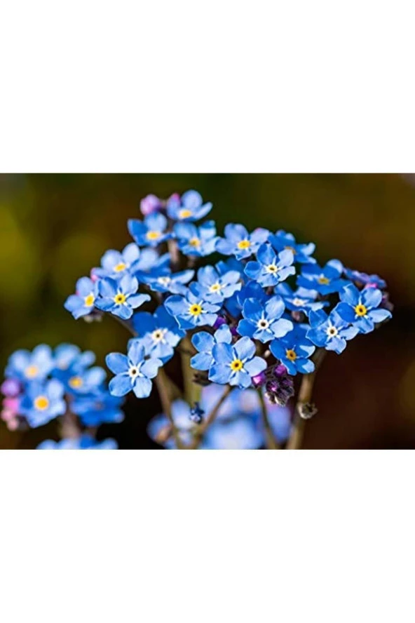 Tohumcenneti Unutma Beni Çiçeği Tohumu 50 Adet - 4