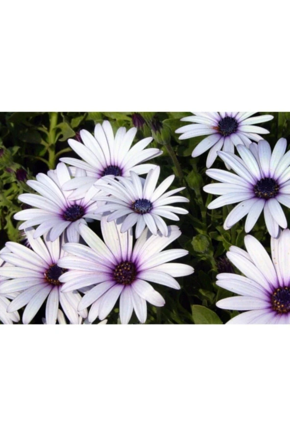 Karışık Renkli Afrika Papatyası Tohumu (10 Tohum) - Resim 2