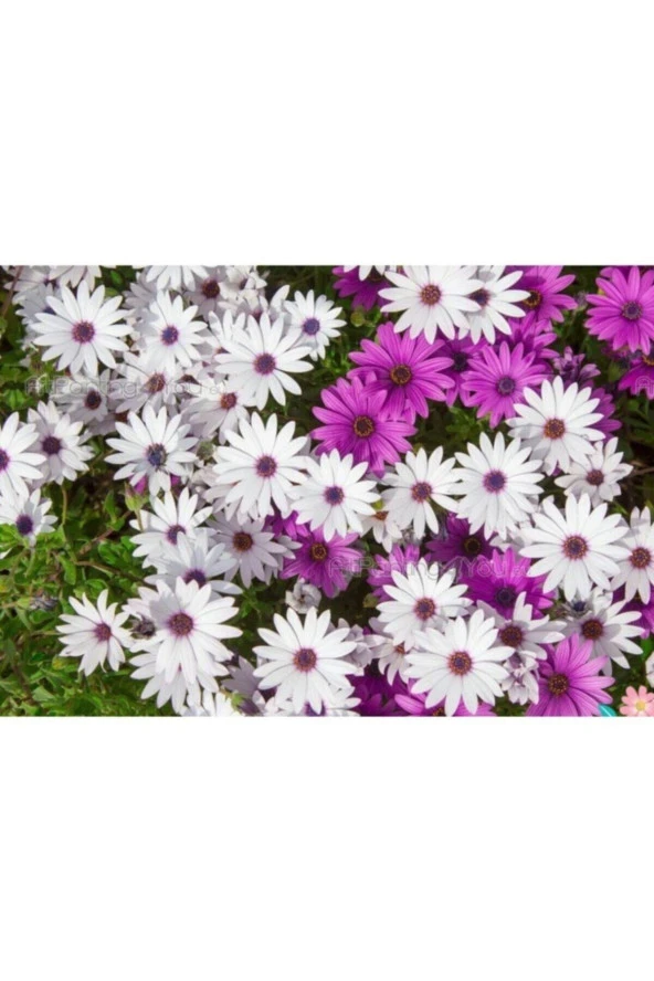 Karışık Renkli Afrika Papatyası Tohumu (10 Tohum) - Resim 3