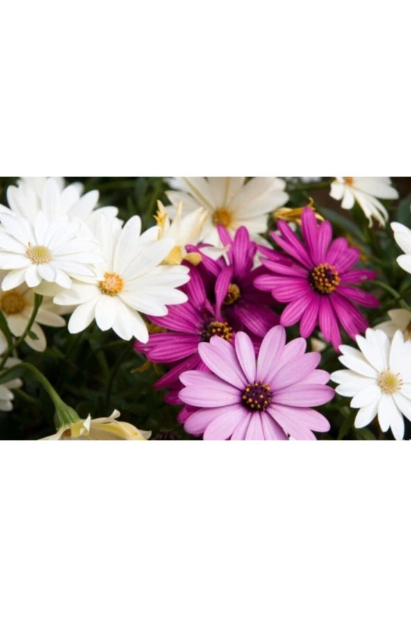 Karışık Renkli Afrika Papatyası Tohumu (10 Tohum) - Resim 4