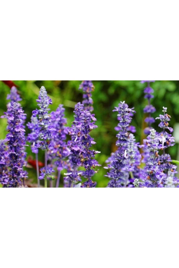 Adaçayı Çiçeği Tohumu (50 Tohum) - Resim 4