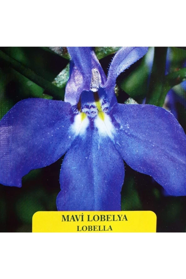 Mavi Lobelya Tohumu