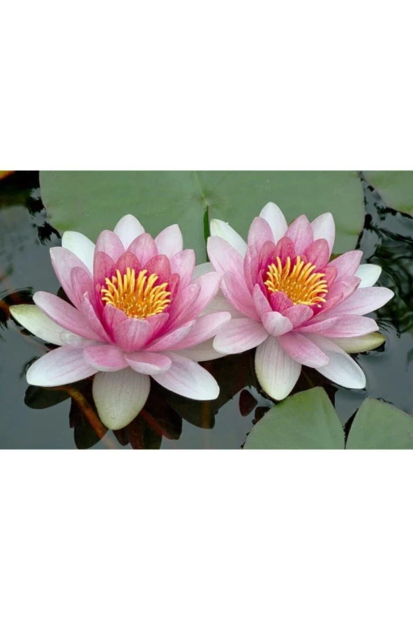 3 Adet Pembe Renk Lotus Çiçeği  Tohumu