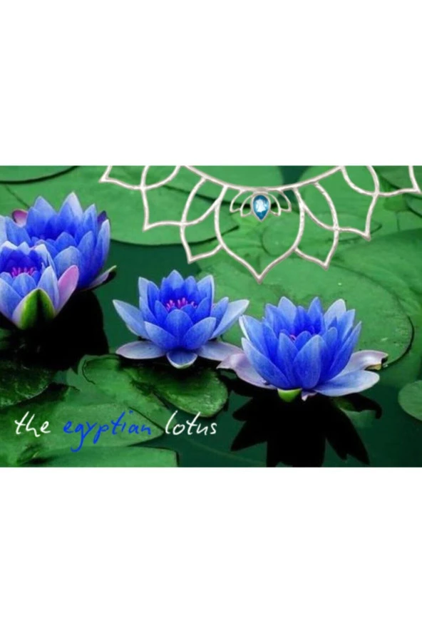 Mavi Lotus Çiçeği Tohumu & Nelumbo Tropikal Çiçek Tohumları (2 Adet Tohum) - Resim 2