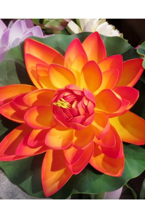 3 Adet Turuncu Renk Lotus Çiçeği (nilüfer) Tohumu - 2