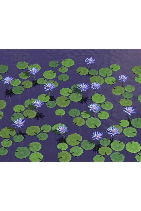 Mavi Lotus Çiçeği Tohumu & Nelumbo Tropikal Çiçek Tohumları (2 Adet Tohum) - Resim 3