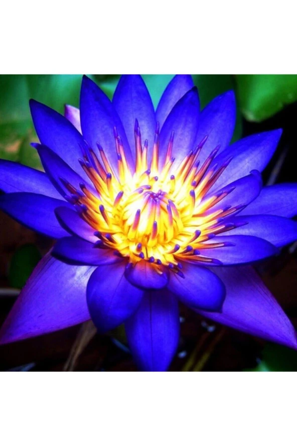 Mavi Lotus Çiçeği Tohumu & Nelumbo Tropikal Çiçek Tohumları (2 Adet Tohum) - Resim 4