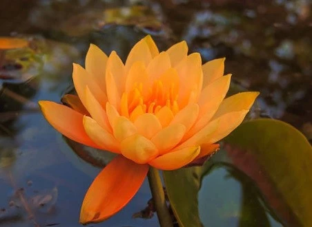 5 Adet Turuncu Renk Lotus Çiçeği (nilüfer) Tohumu