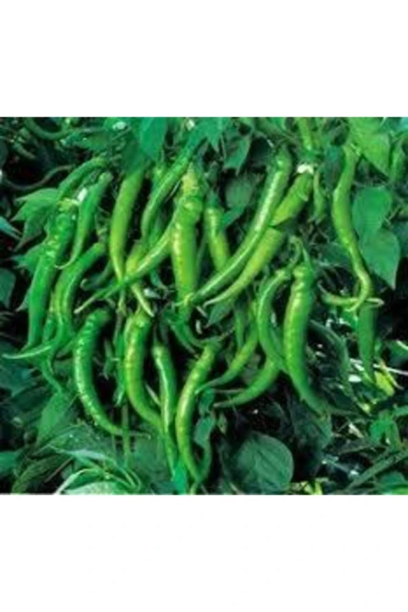 25 Adet Tohum Yediveren Acı Süs Biberi Tohumu Cin Biberi Tohumu Sürpriz Hediye Tohumludur ürün görseli 1