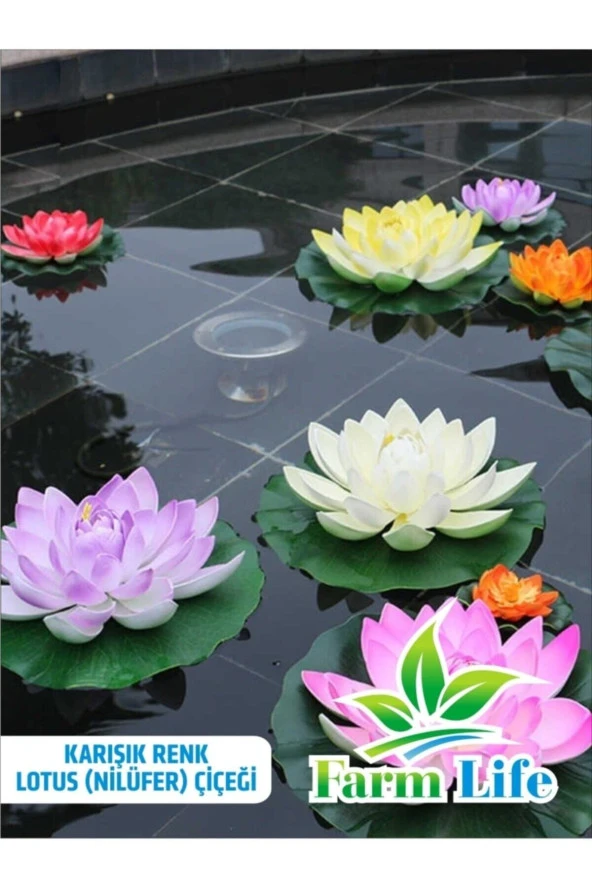 3 Adet 3 Renk Lotus Çiçeği (nilüfer) Tohumu - 2