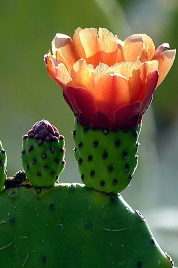 Dikenli Incir, Frenk Inciri Tohumu / 5 Adet Tohum - Resim 3