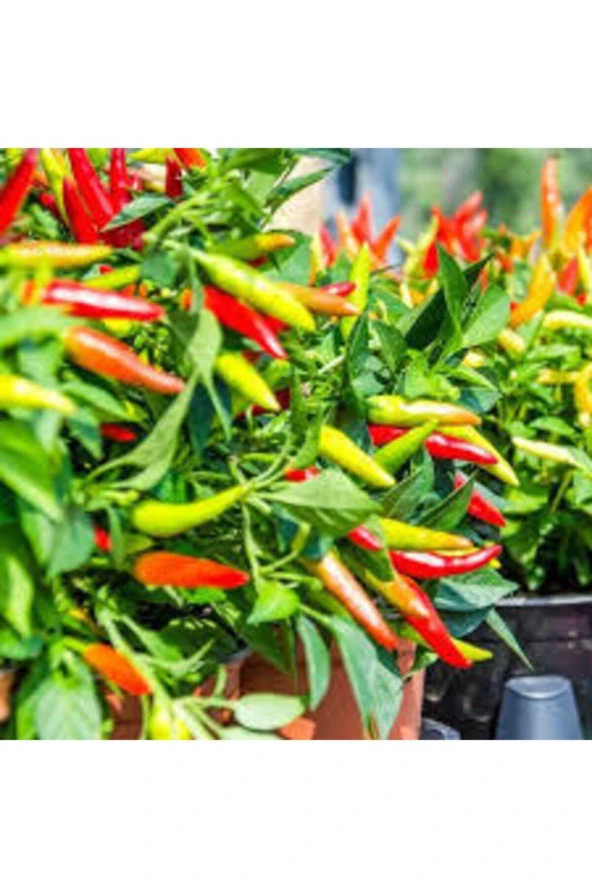 25 Adet Tohum Yediveren Acı Süs Biberi Tohumu Cin Biberi Tohumu Sürpriz Hediye Tohumludur - Resim 2