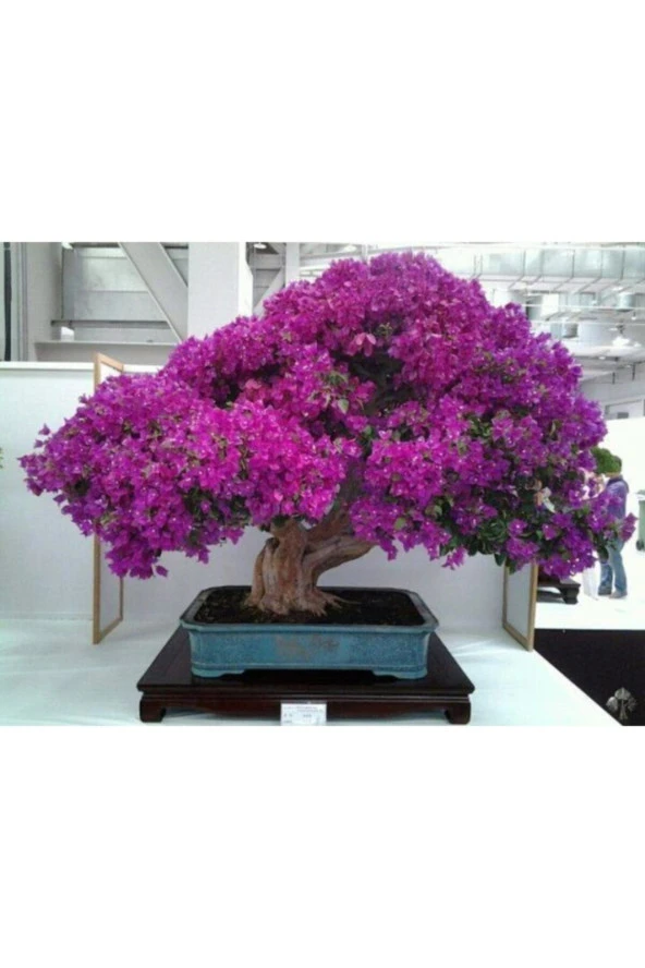 Bonsai Begonvil Tohumu Tropikal Çiçek Tohumları (5 Adet Tohum)
