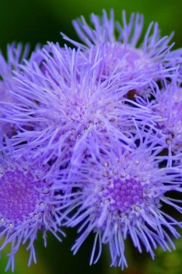 Vapur Dumanı Tohumu 5 Adet ürün görseli 1