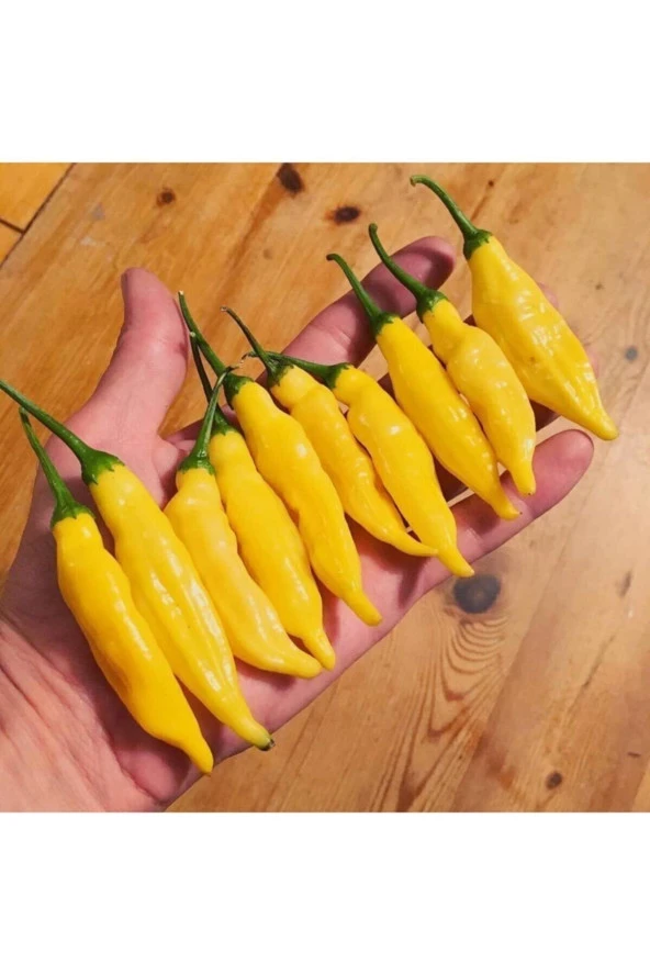Limon Damlası Acı Biber Tohumu (10 Tohum)
