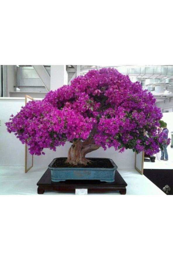 Nadir Ithal Erguvan Bonzai Ağacı Tohumu 100 Tohum Bonsai Tohumu