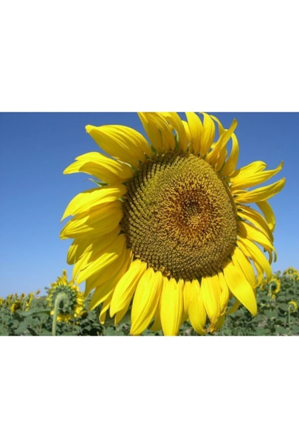 Süper Paket 100 Tohum Ayçiçeği Tohumu Çiğdem Çekirdek Tohumu ürün görseli