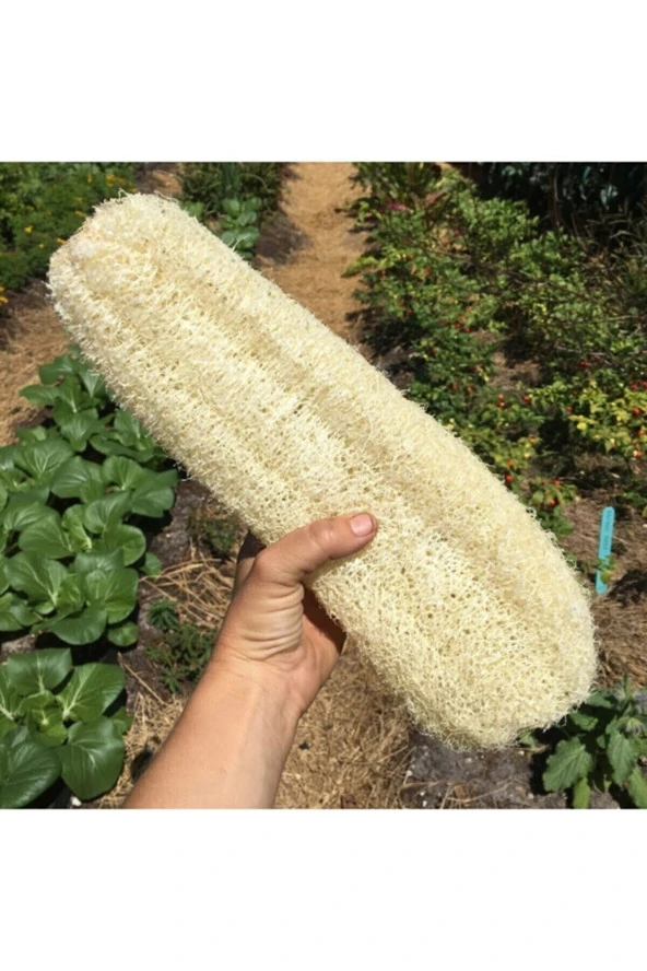 Eko Paket 20 Adet Tohum Nadir Ithal Lif Kabağı Tohumu Kabak Tohumu - Resim 2