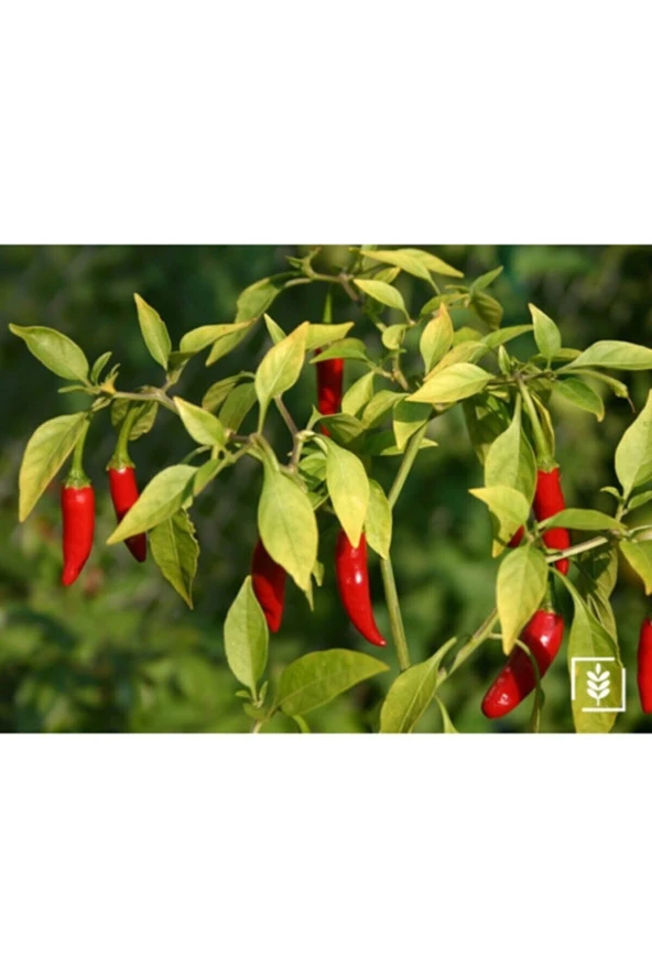 4 Mevsim Yediveren Çilek Tohumu Ekim Seti Saksı Toprak 10 Adet Tohum Kombin